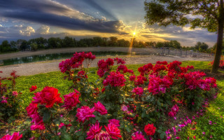 Sunset park flowers pond bridge - a bridge in the background free wallpaper