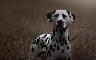 Dalmatian tallgrass blackspot outdoors rain - a dalmatian dog free wallpaper