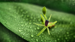 Green leaf water drops red 2 - free nature wallpaper