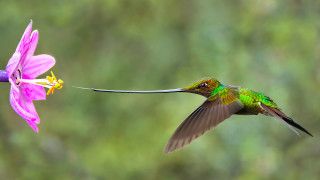 Hummingbird flower longwings longtail macro - arie smit free wallpaper