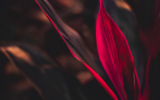 Red flower blurry macro closeup - a red flower free wallpaper