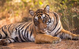 Tiger laying dirt autumn blurry - a tiger free wallpaper