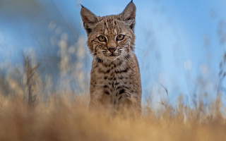 Small cat field tall grass - a small cat free wallpaper