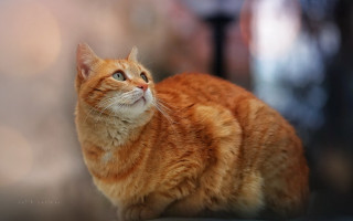 Cat orange shiba inu blurry 2 - a blurry background of a building free wallpaper