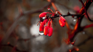 Branch red flowers water drops - claire dalby free wallpaper for desktop