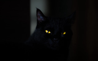 Black cat yellow eyes gothic 11 - a black cat free wallpaper