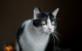 Black cat green eyes portrait 4 - green eye free wallpaper