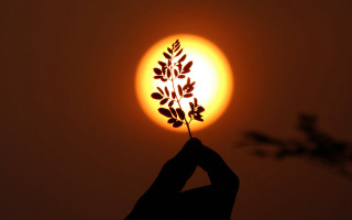 Person plant sun dark background - alison kinnaird free wallpaper