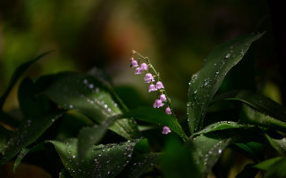 Small flower water droplets macro - petal free wallpaper