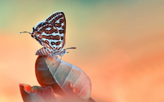 Butterfly flower stem macro photography - daniel lieske free wallpaper