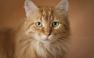 Cat green eyes serious brown - serious free wallpaper for desktop