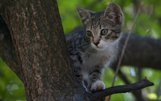 Kitten climbing tree forest green 2 - background of trees free wallpaper
