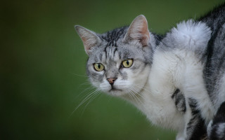 Cat gray stripe green blurry - neoplasticism free wallpaper