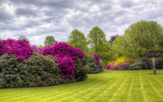 Lush green field purple flowers - a lush green field free wallpaper