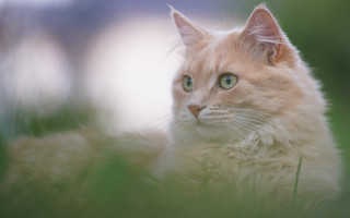 Cat green eyes grass outdoors 2 - a blurry background of grass and trees free wallpaper
