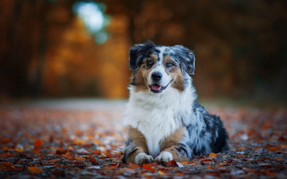 Dog autumn leaves fire breathing - its tongue free wallpaper