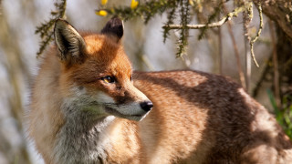 Fox standing woods looking blurry - a fox free wallpaper