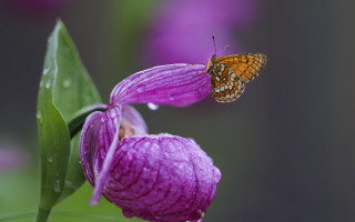 Butterfly purple flower water drops - a green leaf free wallpaper