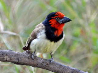 Bird red head branch woods - primitivism free wallpaper
