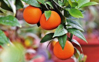 Oranges hanging tree garden potted - plant free wallpaper