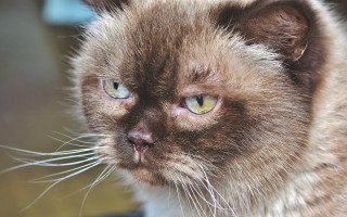 Cat green eyes blurry background 15 - green eye free wallpaper