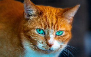 Cat blue eyes macro shiba - symmetrical eye free wallpaper