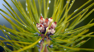 Pine water droplets bokeh nature - a close up of a pine tree free wallpaper