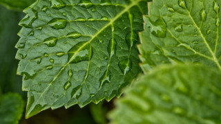 Green leaf water drops macro 43 - a green leaf free wallpaper