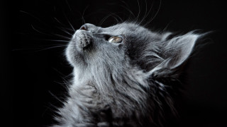 Cat looking up wide eyes 4 - silver free wallpaper