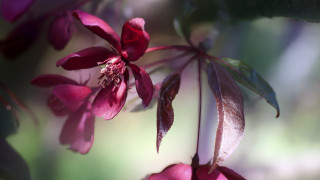Flower butterfly macro branch blur - f 8 aperture free wallpaper