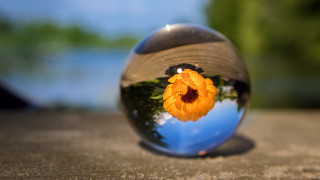 Flower reflection glassball outdoor lake - a lake in the background free wallpaper