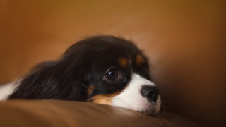 Dog laying on couch blurry - photorealism free wallpaper