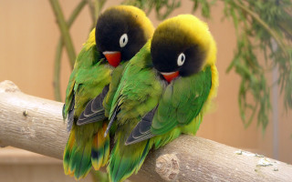 Green birds branch plant wall - a plant in the background free wallpaper