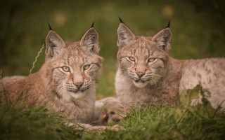 Lynx pair grass outdoors blurry - the grass together free wallpaper