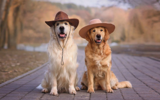 Dogs hats brick road park - furry free wallpaper