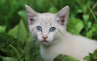 White kitten blue eyes curious 7 - his face free wallpaper