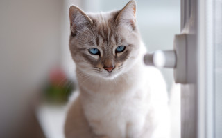 White cat blue eyes sitting - a window sill free wallpaper