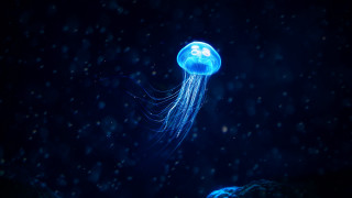 Jellyfish night snow glow bioluminescence - night free wallpaper
