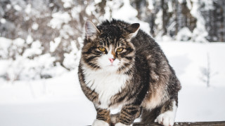 Cat log snow shocked shiba - in the snow free wallpaper