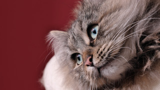 Cat blue eyes red background - a stock photo free wallpaper