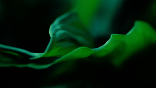Green flower black background blurry - a green flower free wallpaper