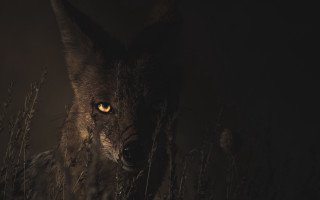 Wolf yellow eyes night grass - a photo free wallpaper