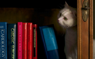 Cat peeking bookshelf door stilllife - book free wallpaper