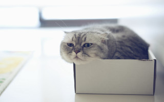 Cat box table window book - a box free wallpaper