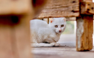 White cat under bench neoplasticism - neoplasticism free wallpaper
