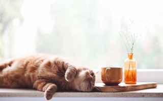 Cat window sill flower vase - morning free wallpaper