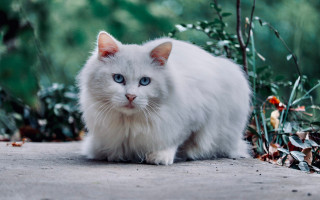 White cat blue eyes forest - a sidewalk free wallpaper