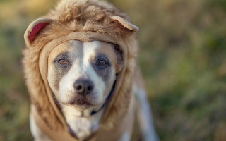 Dog wig nose ring shiba - furry free wallpaper