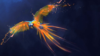 Bird fiery wings night sky - its wing free wallpaper