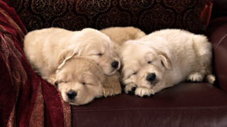 Puppies sleeping couch jigsaw animal - two puppy free wallpaper